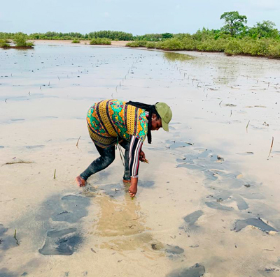Mangroveplantation mangrove plantation