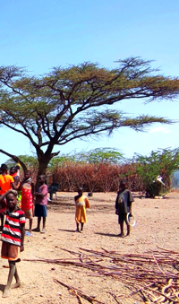 minibaner_deforestation