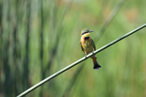 minibanner_bird_allcot