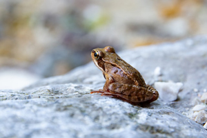 minibanner_frog