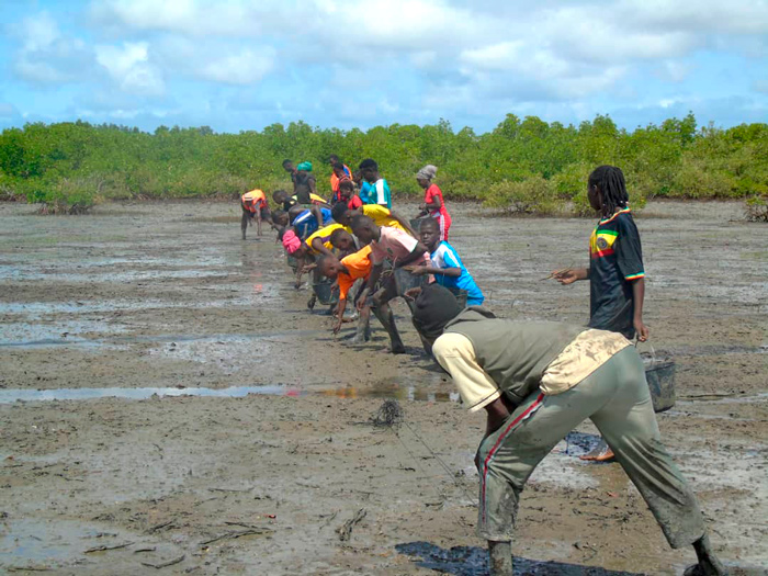 ABC-Mangrove-Senegal-ALLCOT-august