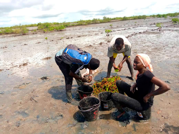 abcmangrove_ALLCOT-1