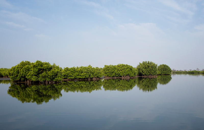 abcmangrove_ALLCOT-10