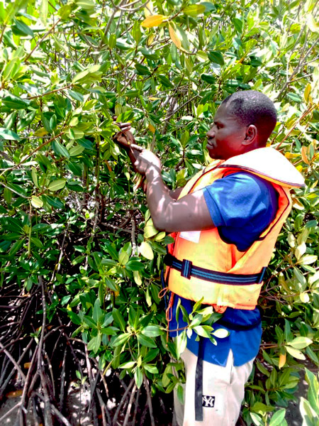 abcmangrove_ALLCOT-2