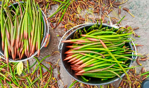 abcmangrove_ALLCOT-3