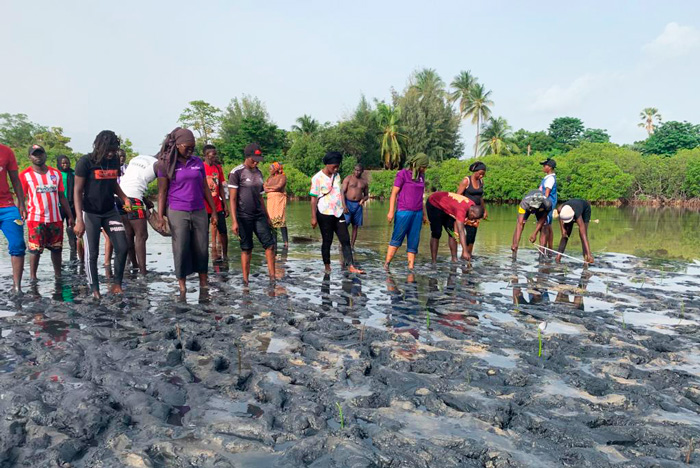 abcmangrove_ALLCOT-4