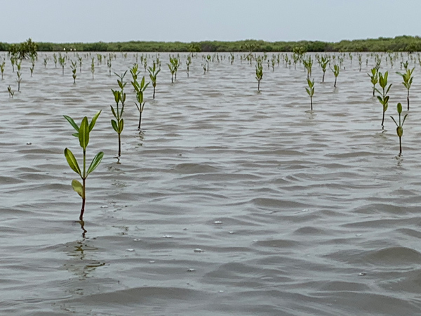 abcmangrove_ALLCOT-8